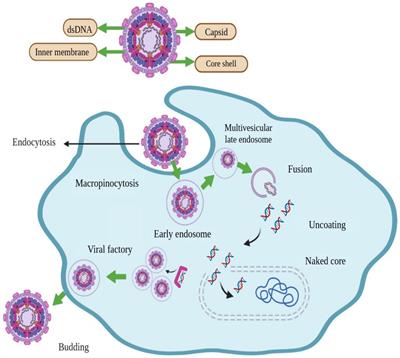 African swine fever; insights into genomic aspects, reservoirs and transmission patterns of virus